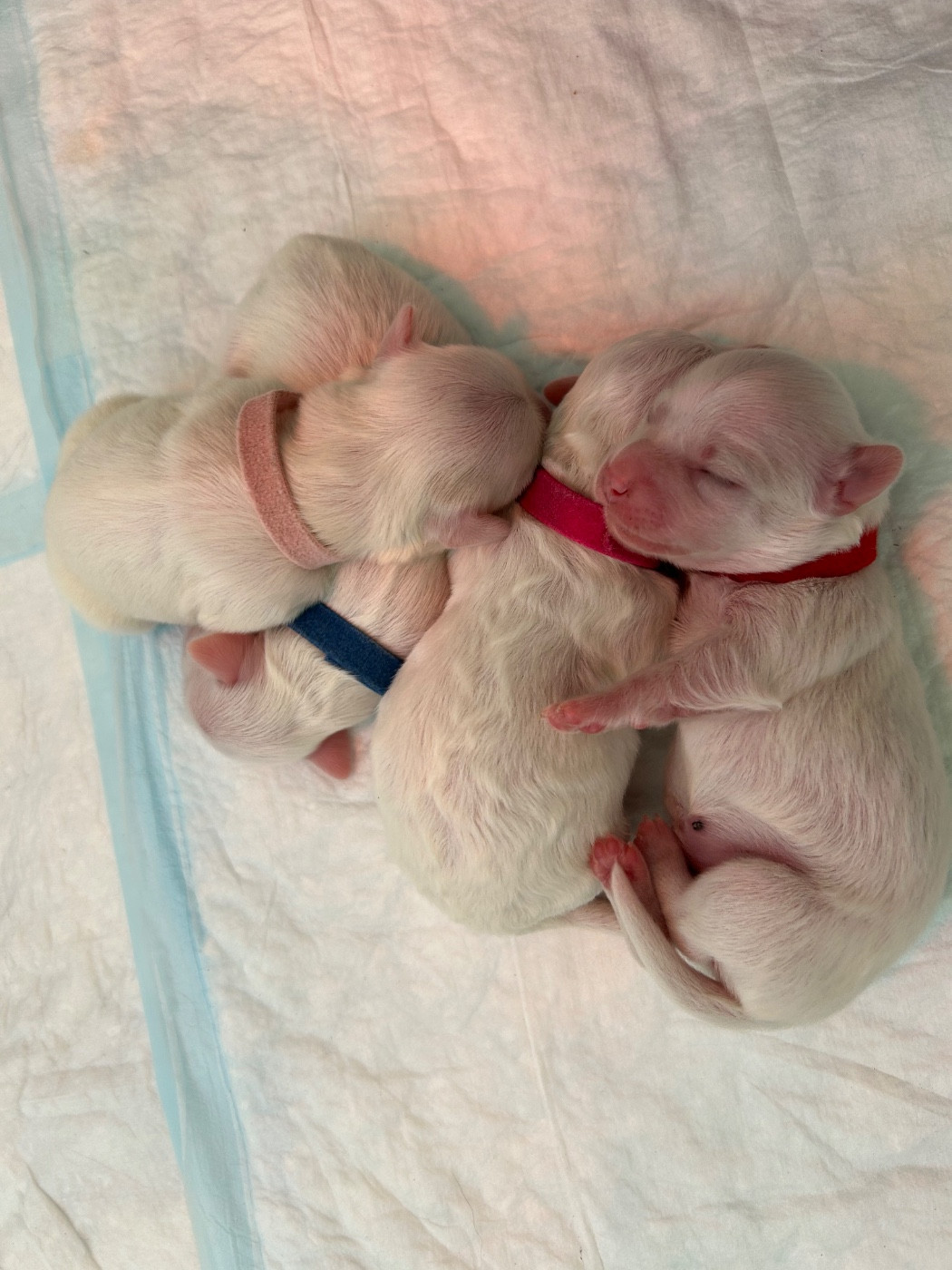 Chiot Coton de Tulear Du Domaine De La Colline Aux Vents
